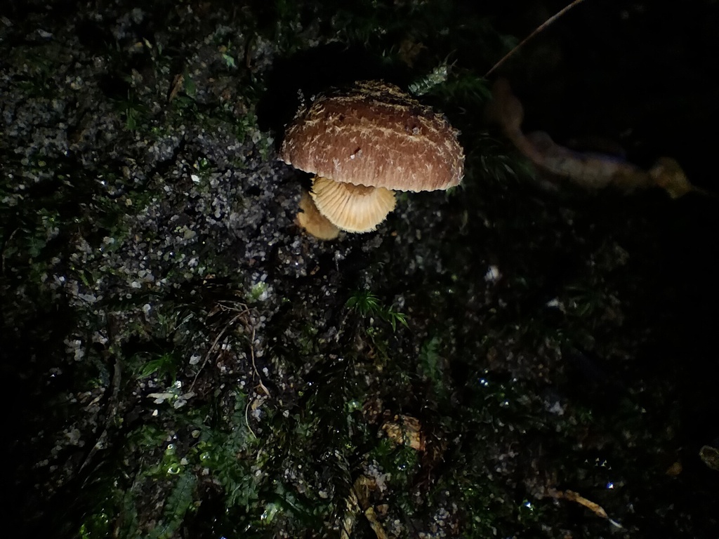 Descolea recedens · June 2025 · photo: © sofiazed1 (iNaturalist, cc-by)