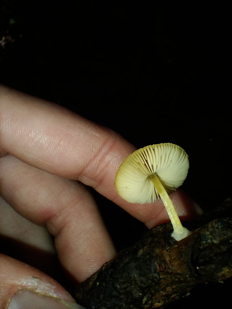 Pluteus hubregtseorum · June 2025 · photo: © sofiazed1 (iNaturalist, cc-by)