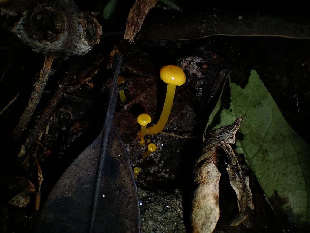 Gloioxanthomyces chromolimoneus · June 2025 · photo: © sofiazed1 (iNaturalist, cc-by)