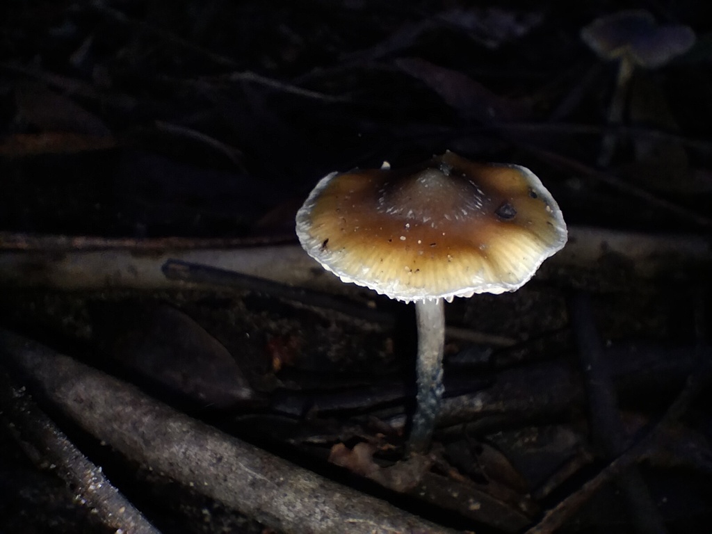 Psilocybe subaeruginosa · June 2025 · photo: © sofiazed1 (iNaturalist, cc-by)