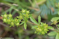 Potentilla norvegica