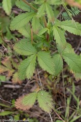 Potentilla norvegica