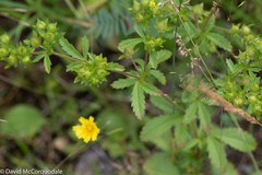 Potentilla norvegica