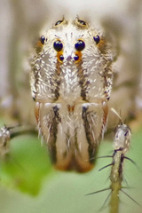 Oxyopes javanus