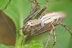 Oxyopes javanus