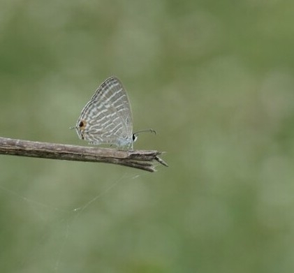 Common Cerulean