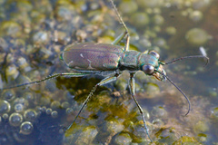 Myriochila undulata