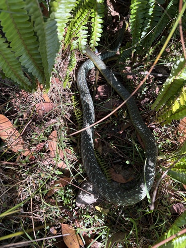 Common Tree Snake sighting