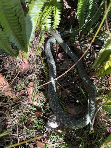 Common Tree Snake sighting
