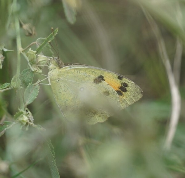 White Orange-Tip