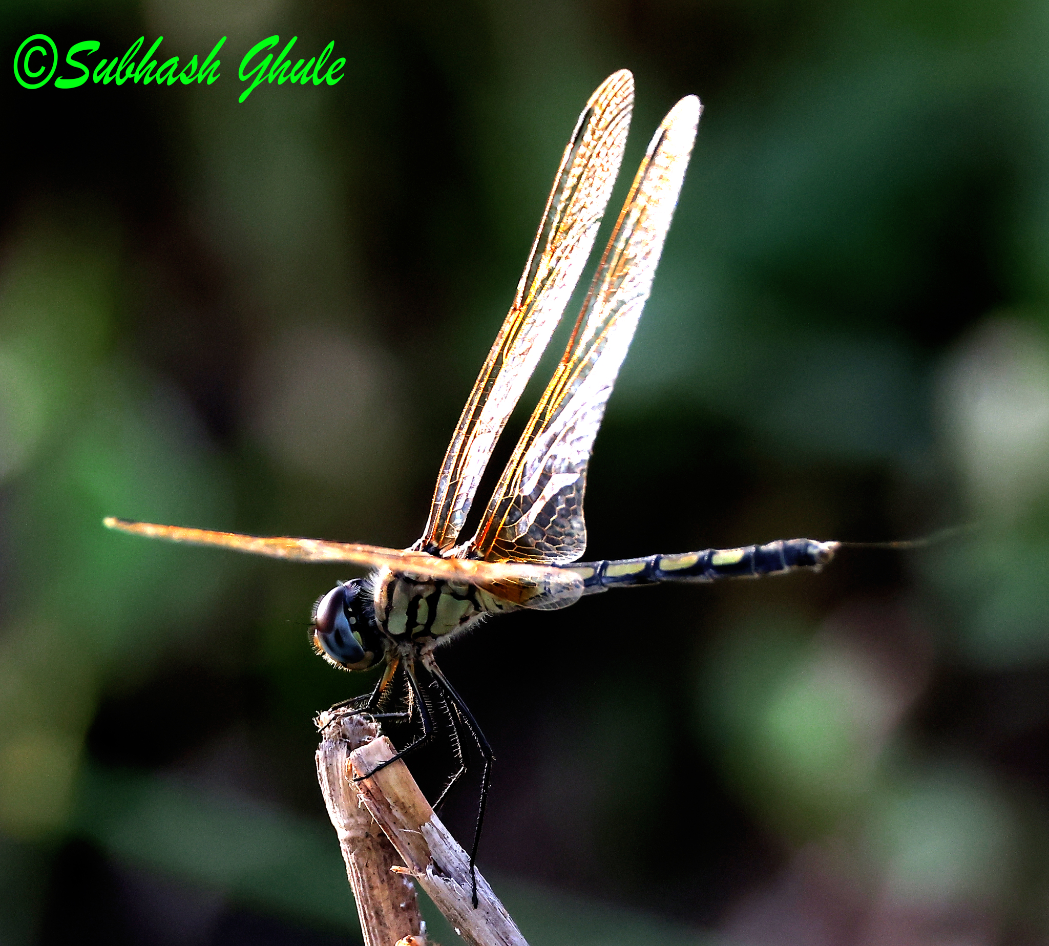 Long-Legged Marsh Glider