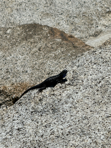 iNaturalist observation photo of Western Fence Lizard