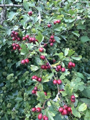 Crataegus