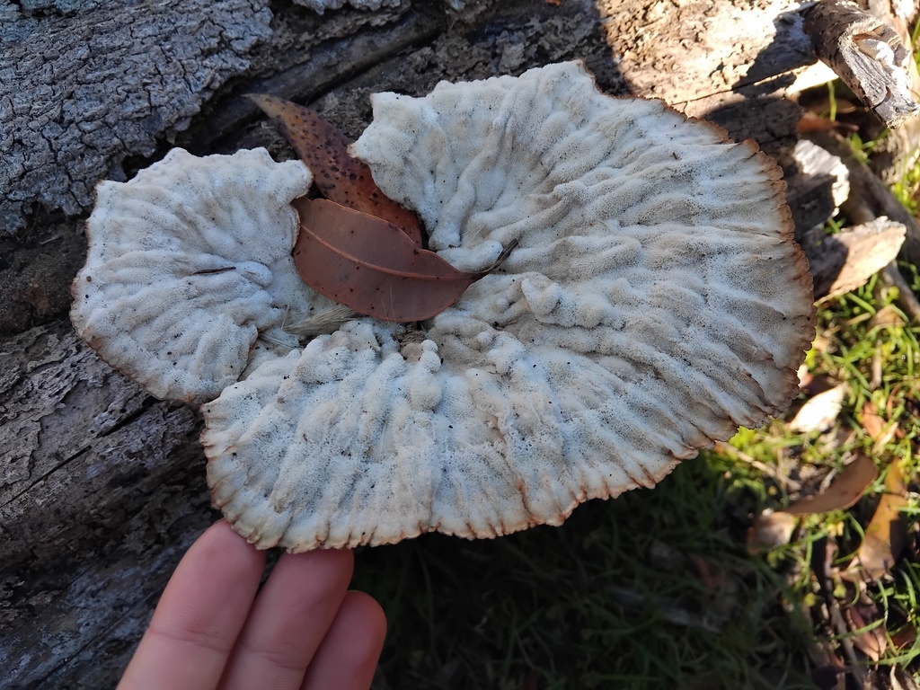 Cymatoderma elegans · June 2025 · photo: © sofiazed1 (iNaturalist, cc-by)