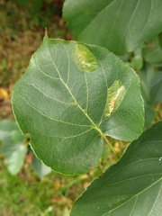 Phyllonorycter stettinensis