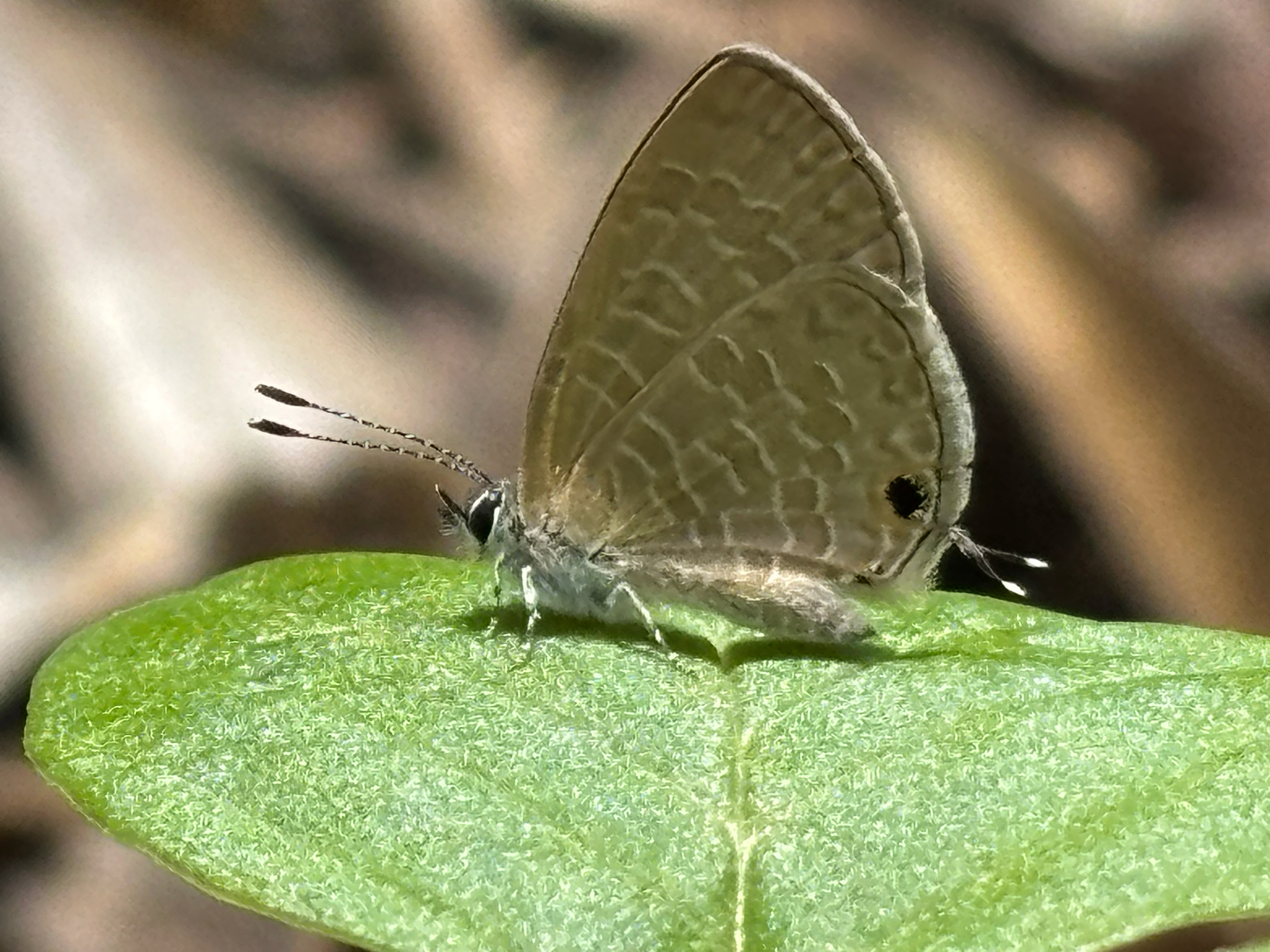 Common Lineblue