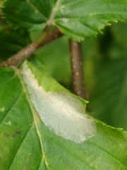 Phyllonorycter esperella