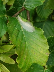 Phyllonorycter esperella