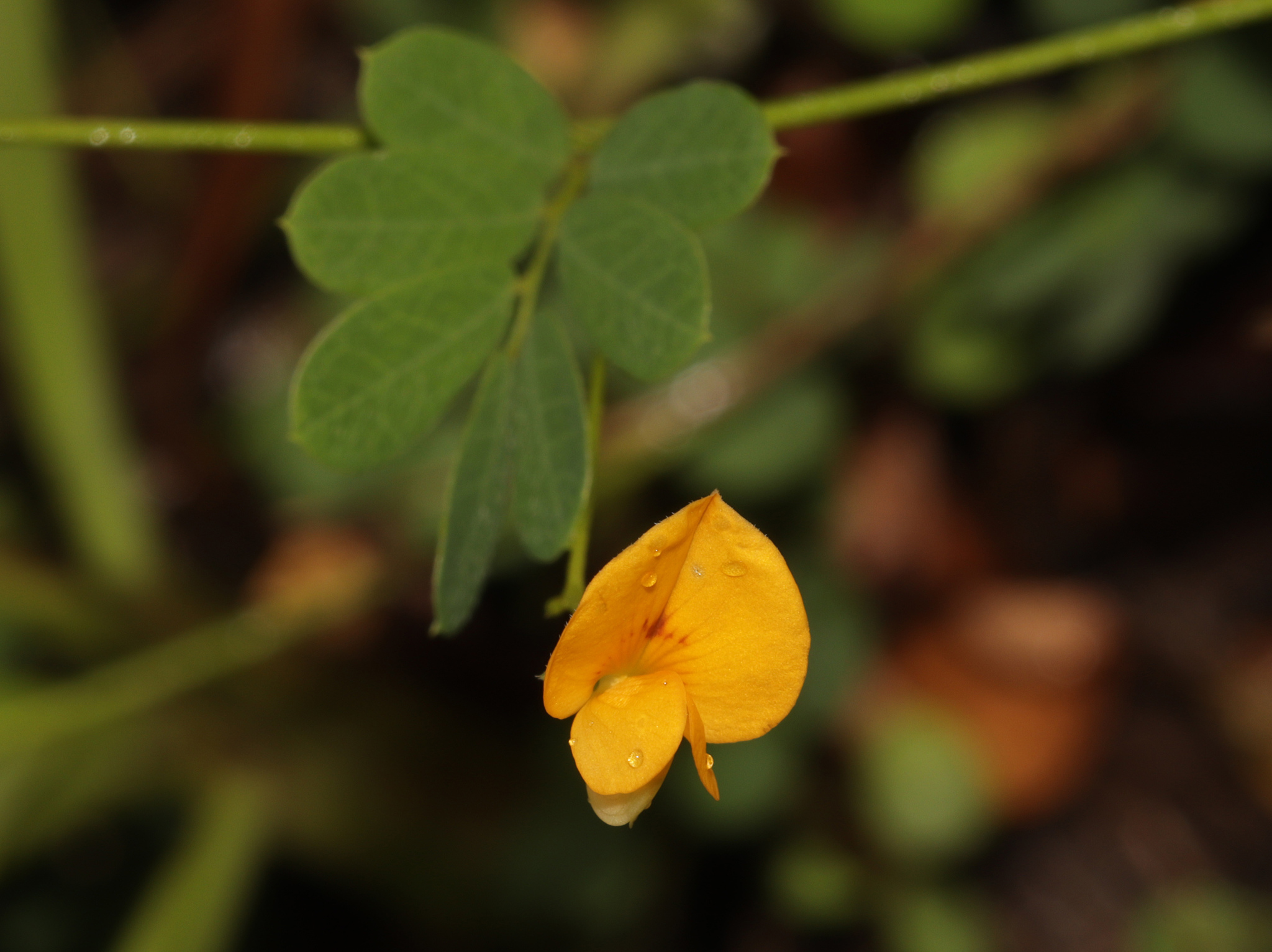 Short-Leaved Joint Vetch (Aeschynomene brevifolia)