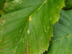 Aceria tenella