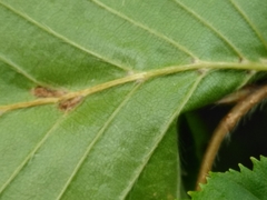Aceria tenella