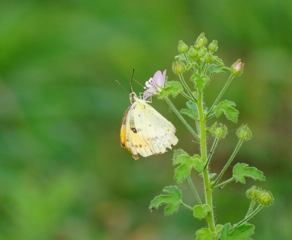 White Orange-Tip