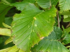 Aceria tenella