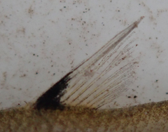 Enteromius haasianus