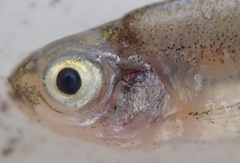 Enteromius haasianus