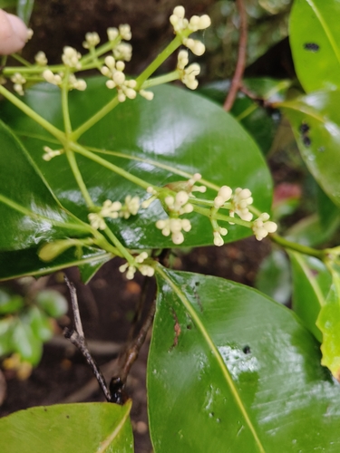 Syzygium clusiifolium observed 2025-07-05