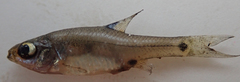 Enteromius haasianus