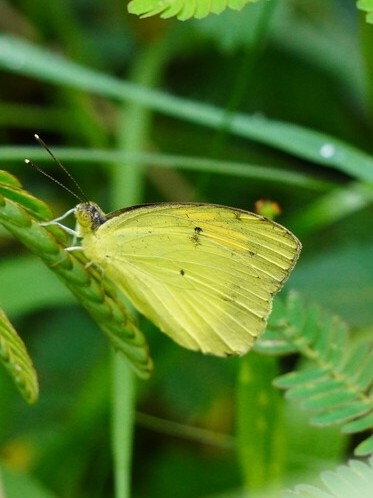 Yellow Orange-Tip