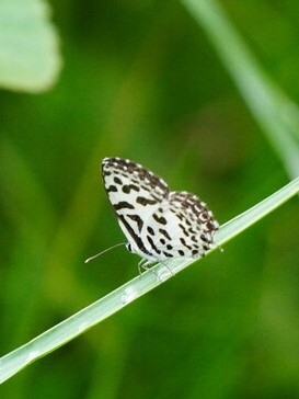Common Pierrot