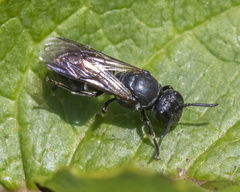 Hylaeus basalis
