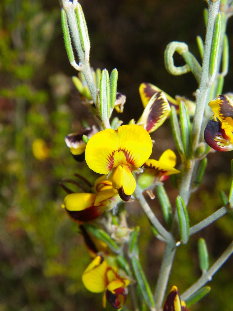 Aotus mollis