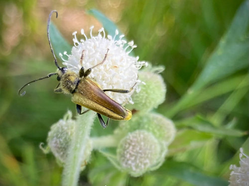 iNaturalist observation photo of Yellow Velvet Beetle
