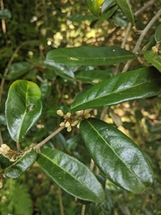 Elaeagnus formosana