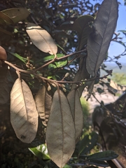 Elaeagnus formosana