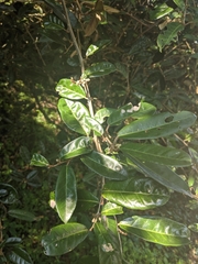 Elaeagnus formosana