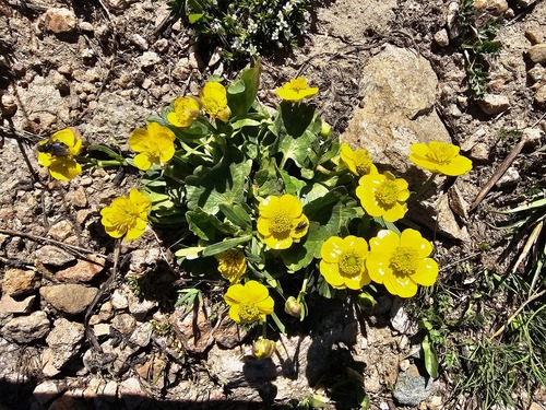 Altai buttercup (Ranunculus altaicus)