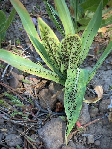 iNaturalist observation photo of Orange-Yellow Rusts