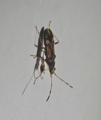 Neopamera albocincta