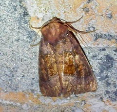 Parapamea buffaloensis