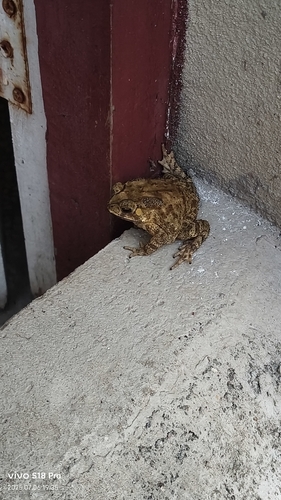 Asian Common Toad