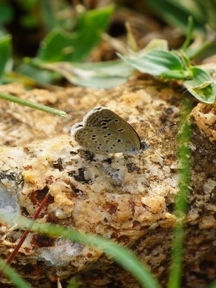 Lesser Grass Blue