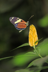 Heliconius ismenius
