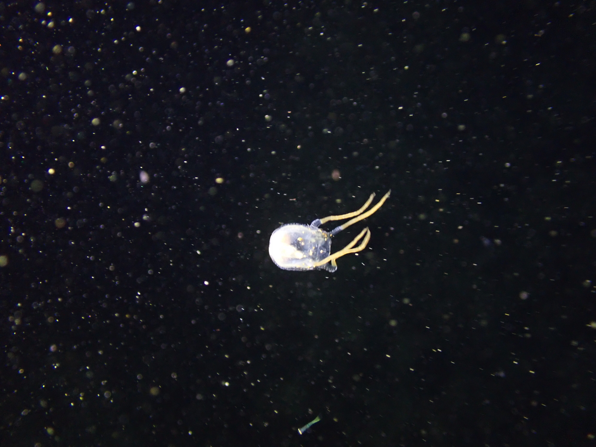 Copula sivickisi (Stiasny, 1926)