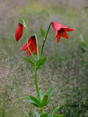 Lilium grayi