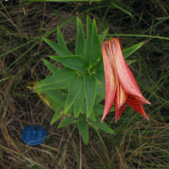 Lilium grayi