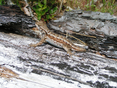 Sceloporus occidentalis occidentalis